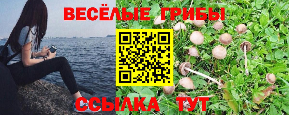 Владивосток  Псилоцибиновые грибы Cubensis  Вход с VPN 
